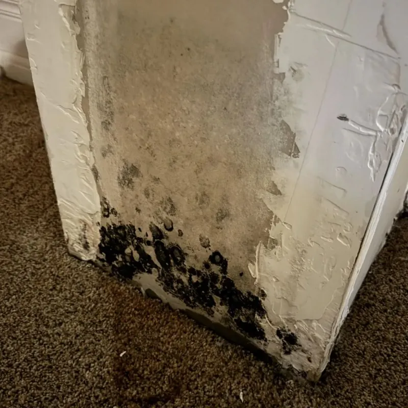 Professional Mold Removal in Clinton, IL